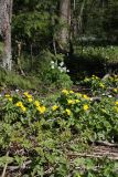 Caltha palustris