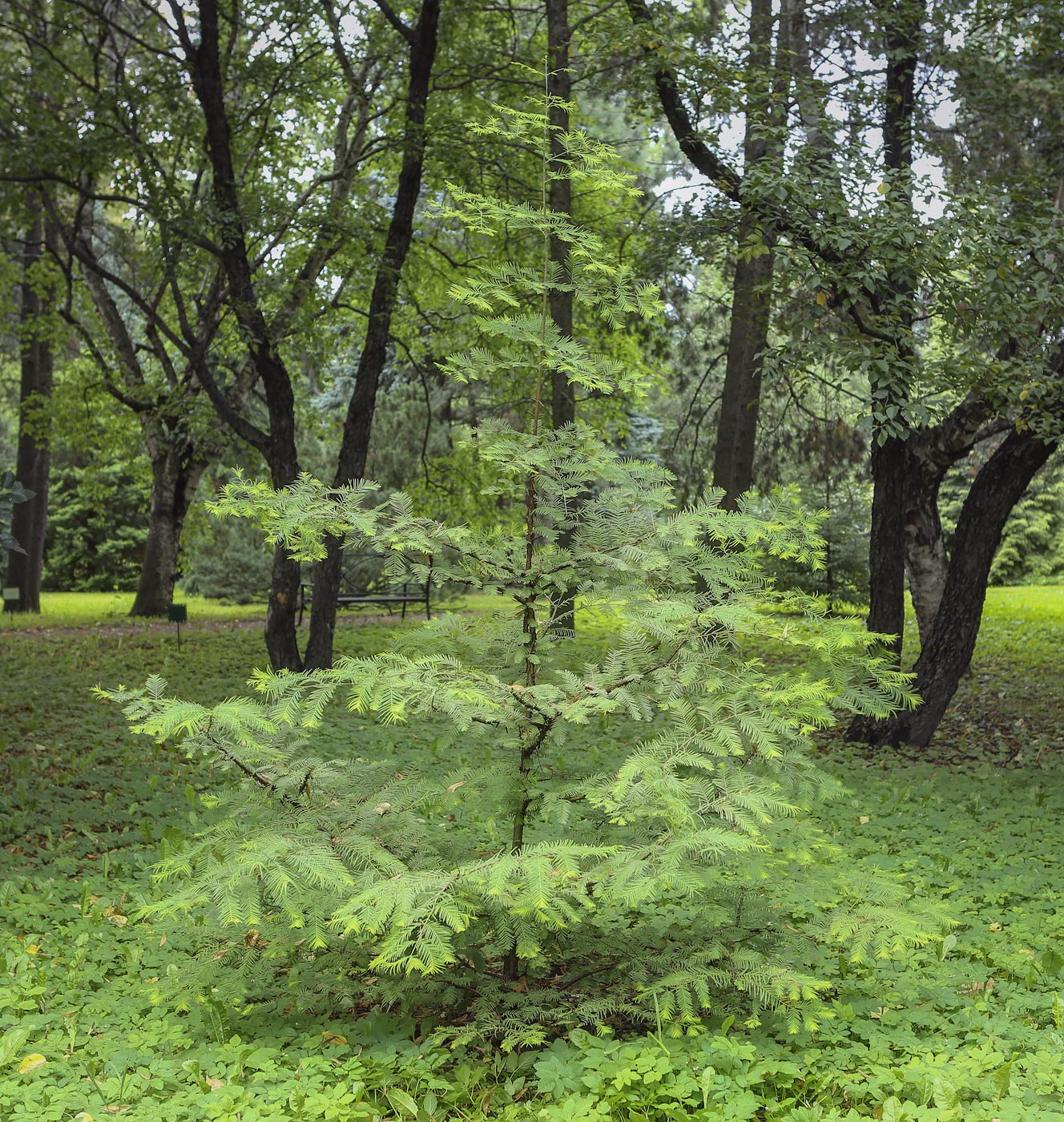 Изображение особи Metasequoia glyptostroboides.