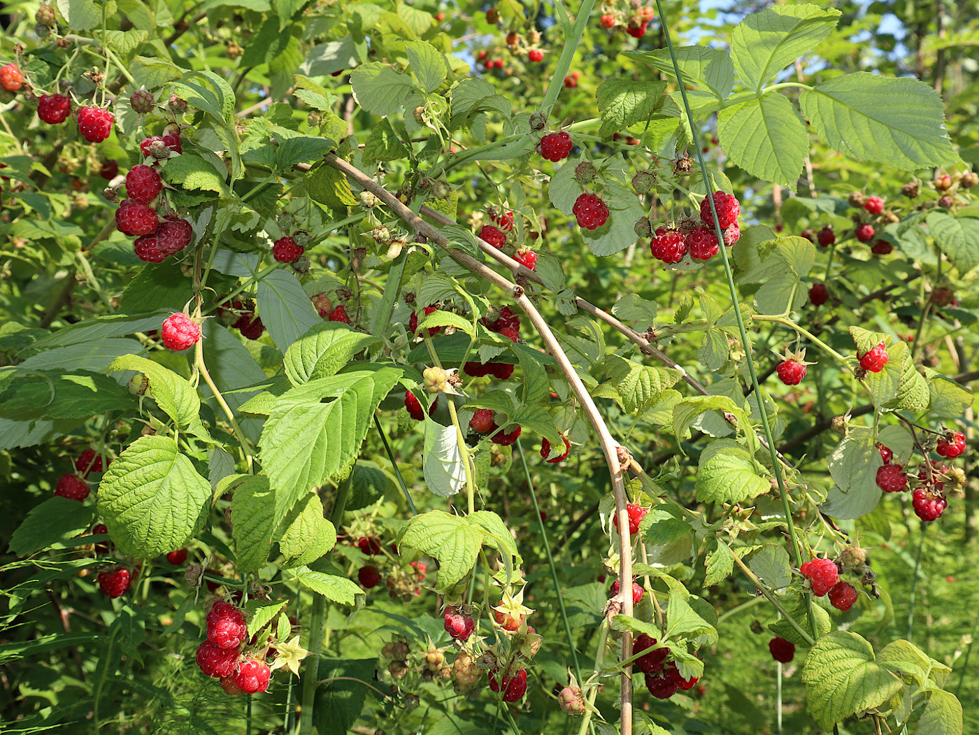 Изображение особи Rubus idaeus.