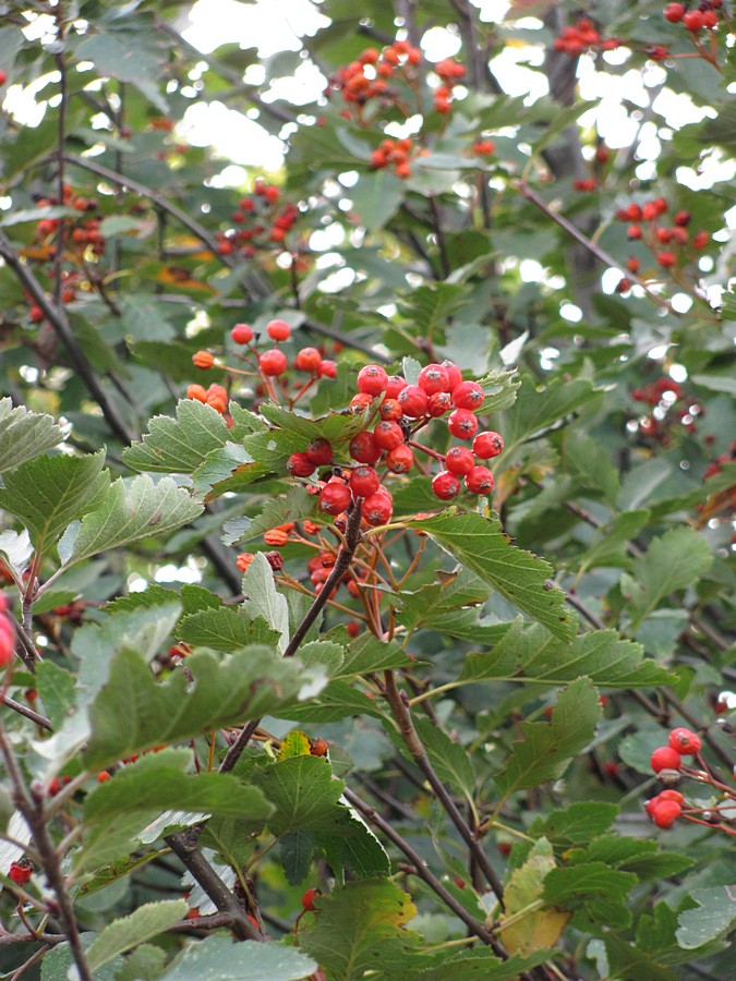 Image of Sorbus tauricola specimen.