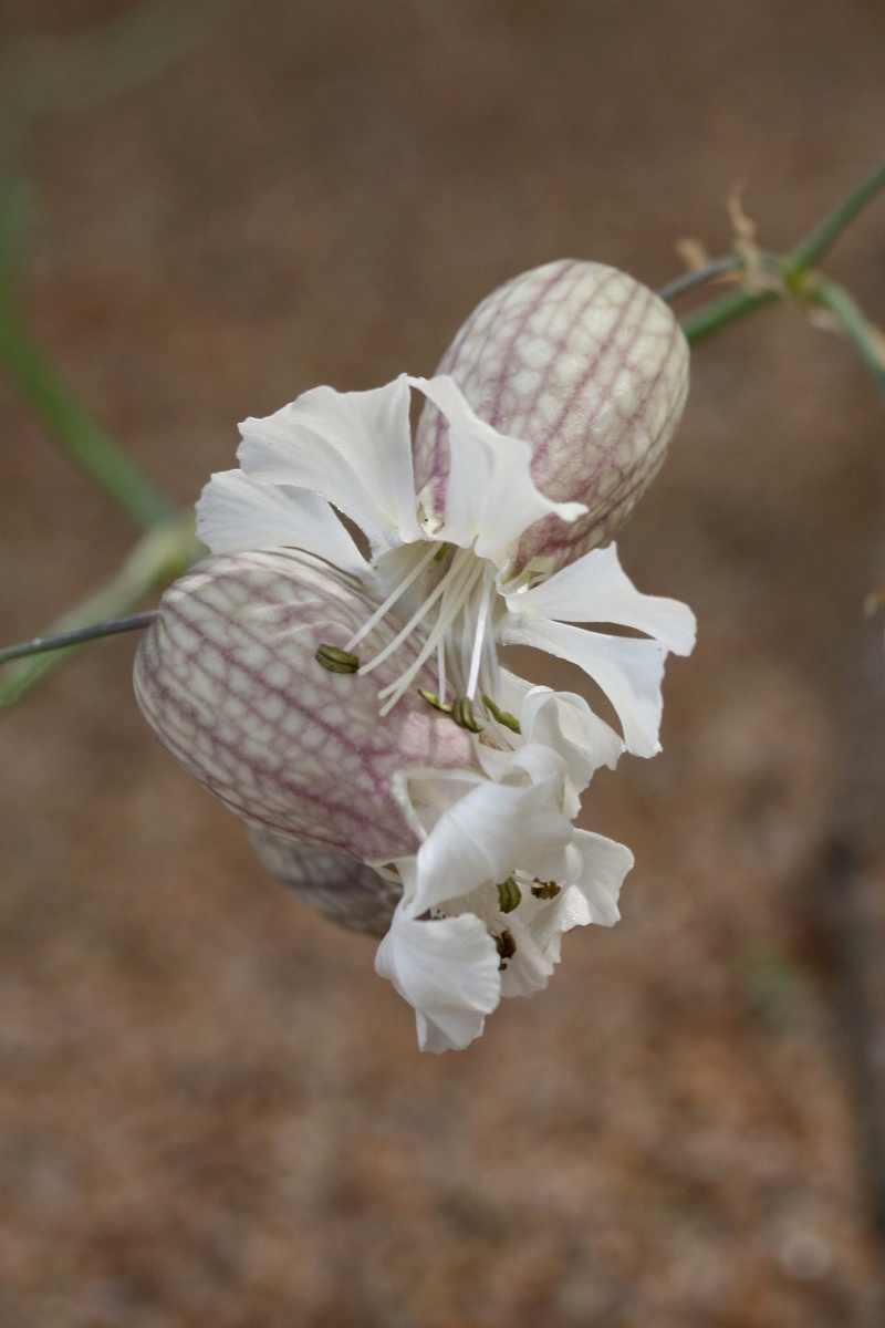 Изображение особи Oberna littoralis.