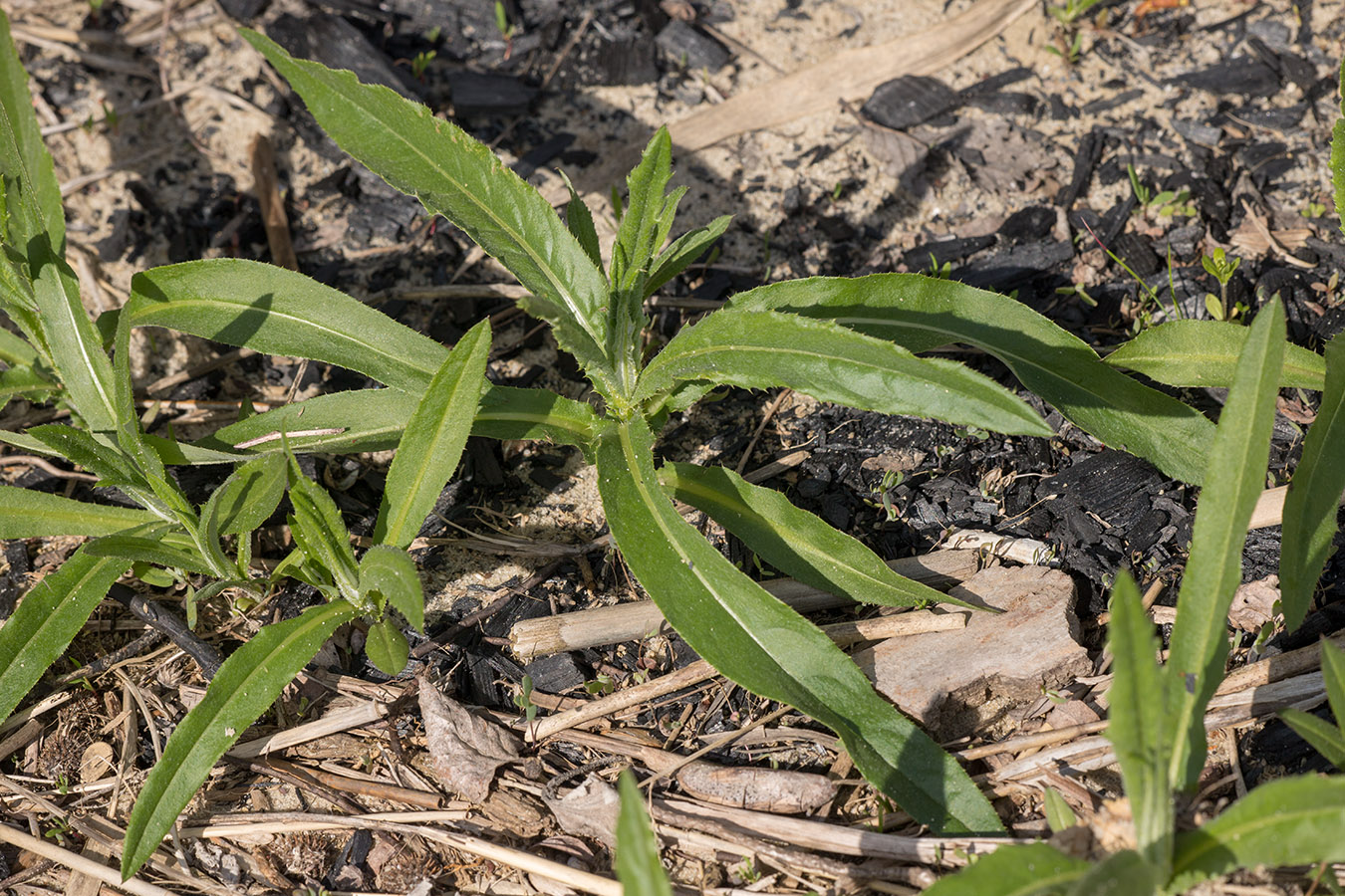 Изображение особи Cirsium arvense.