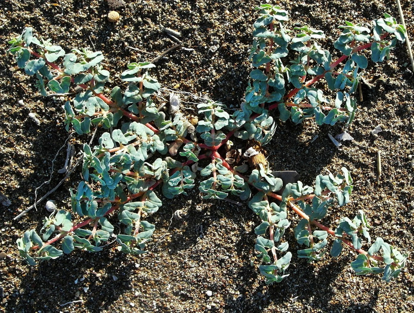 Image of Euphorbia peplis specimen.