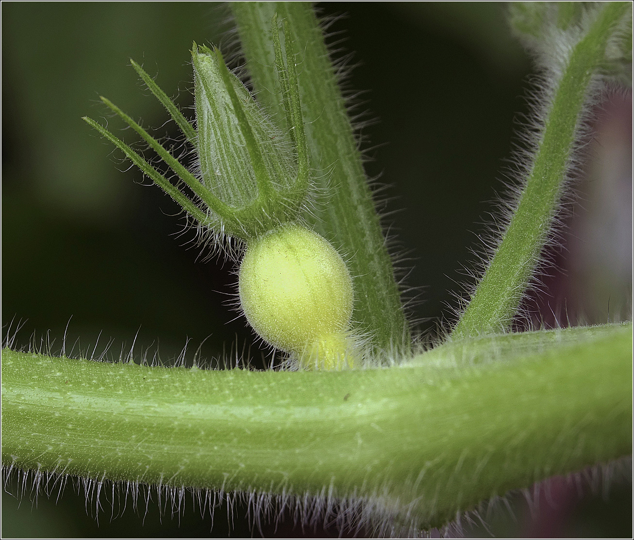 Image of Cucurbita maxima specimen.