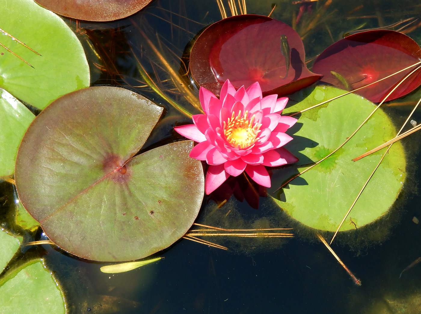 Image of Nymphaea &times; marliacea specimen.