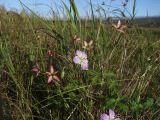 Geranium wlassovianum. Верхушка растения с бутонами, цветком и завязывающимися плодами. Магаданская обл., Ольский р-н, Клепкинская трасса, бассейн р. Танон, Танонская тундра, небольшое возвышение. 21.08.2021.