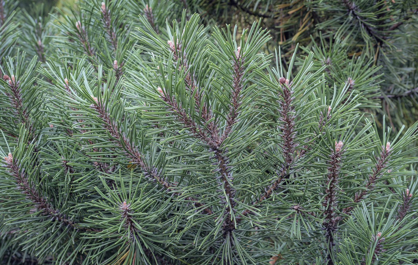 Изображение особи Pinus uncinata.