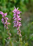 Pedicularis elata. Соцветия. Алтай, Кош-Агачский р-н, устье р. Тыдтугем, пойменная терраса, окраина зарослей кустарников. 30.06.2021.