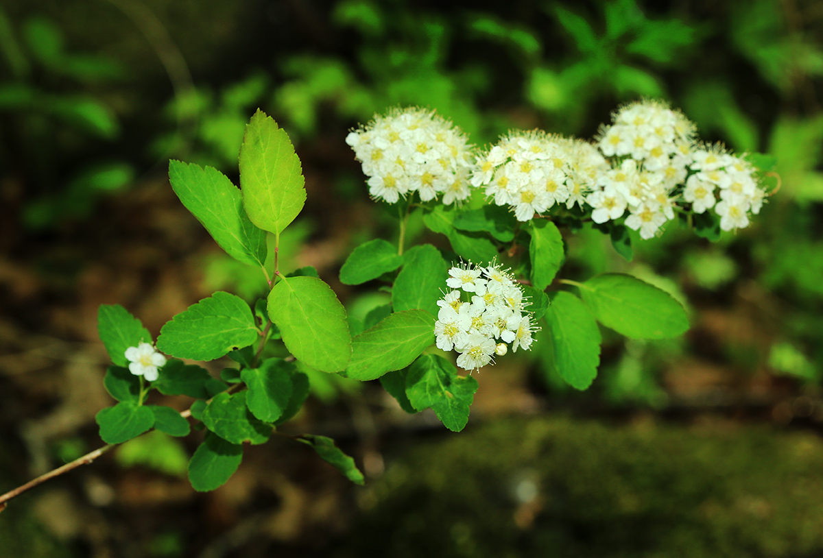 Изображение особи Spiraea flexuosa.