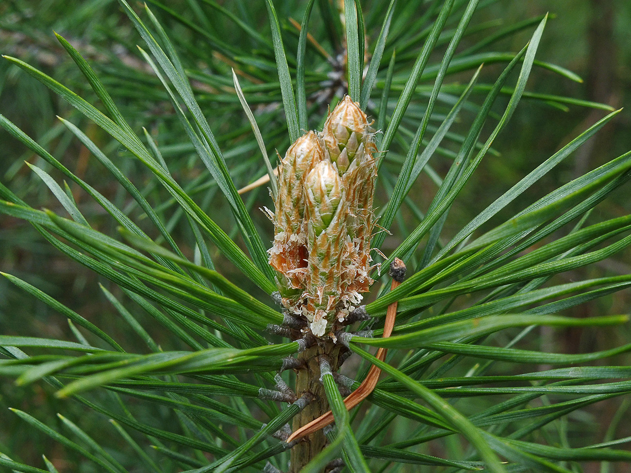 Image of Pinus sylvestris specimen.