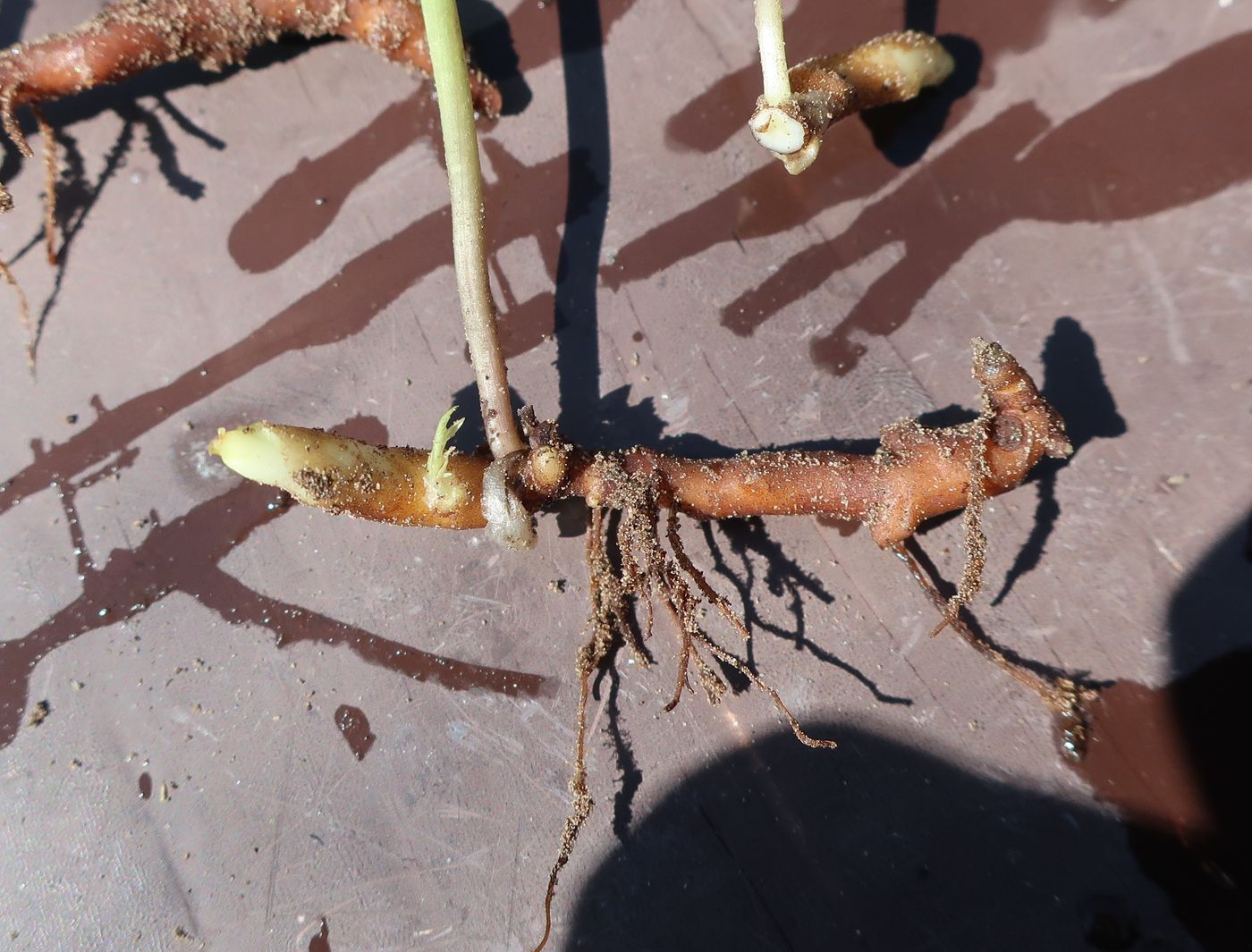 Image of Anemone ranunculoides specimen.