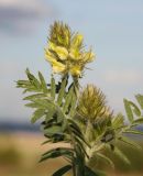 Oxytropis pilosa. Верхушка цветущего растения. Новосибирская обл., Ордынский р-н, окр. с. Новопичугово. Июнь 2010 г.