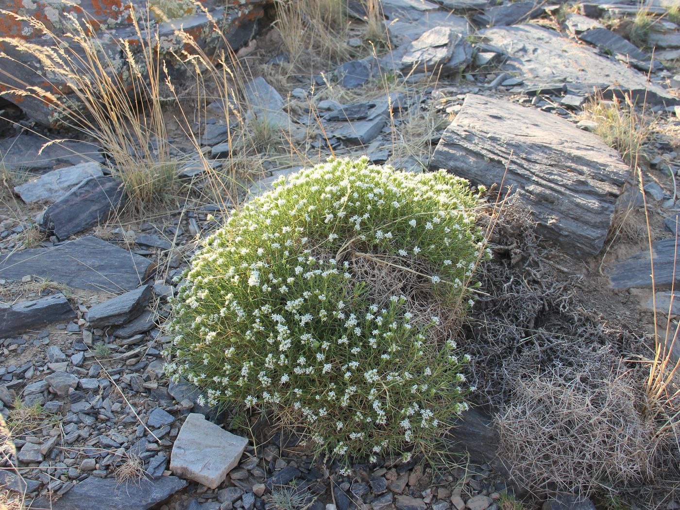 Изображение особи Acanthophyllum knorringianum.