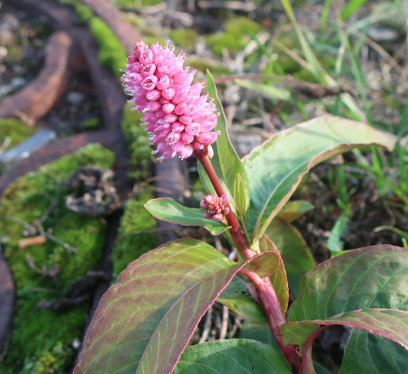 Image of Persicaria amphibia specimen.