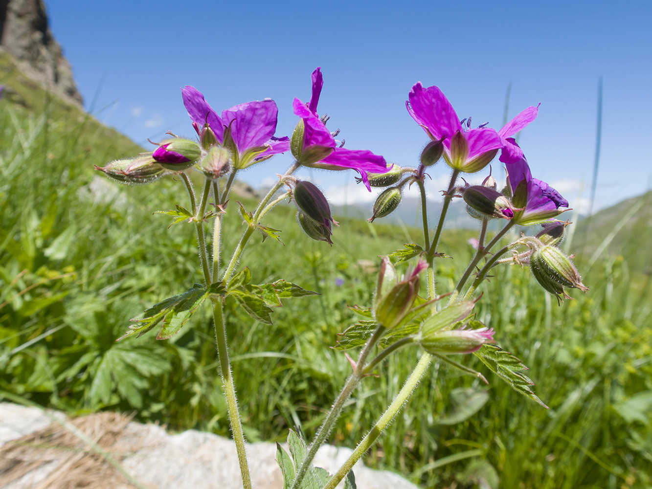 Image of Geranium ruprechtii specimen.