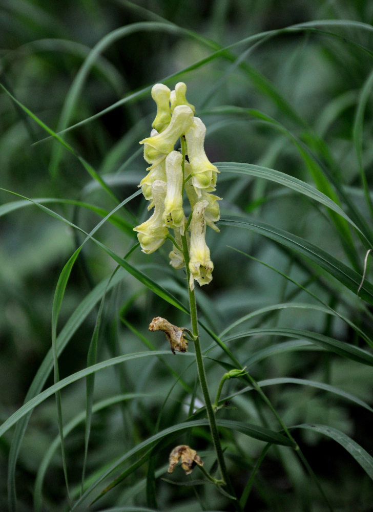 Image of Aconitum ajanense specimen.