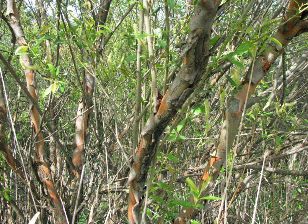 Image of Salix triandra specimen.