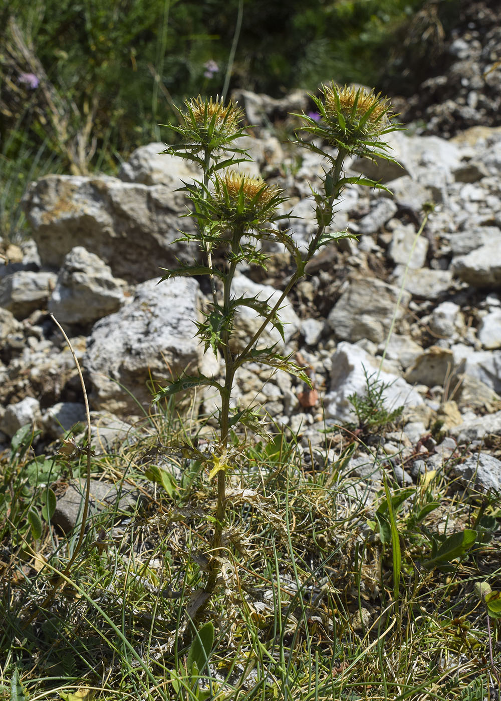 Image of Carlina vulgaris specimen.