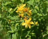 Hypericum maculatum. Цветки, бутоны и часть веточки. Челябинская обл., Златоустовский гор. округ, национальный парк \"Таганай\", окр. приюта \"Таганай\", луг. 5 июля 2023 г.