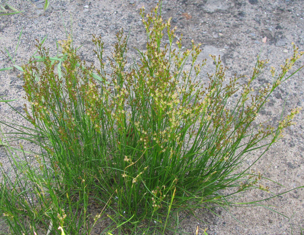 Image of Juncus compressus specimen.