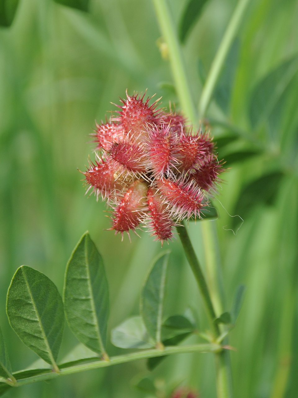 Image of Glycyrrhiza echinata specimen.