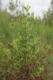 Karelinia caspia. Вегетирующее растение. Узбекистан, Бухарская обл., экоцентр \"Джейран\", закреплённые пески. 3 мая 2022 г.