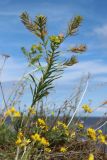 Euphorbia virgata. Плодоносящее растение в сообществе с цветущей Medicago falcata (внизу). Новгородская обл., геологический памятник \"Ильменский глинт\", окр. дер. Ретлё, побережье оз. Ильмень, суходольный луг на бровке известнякового обрыва. 25.07.2023.