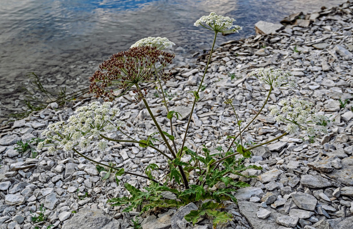 Image of Heracleum grandiflorum specimen.