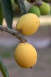 Смотреть изображение Eriobotrya japonica