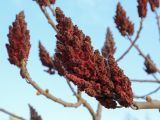 Смотреть изображение Rhus typhina