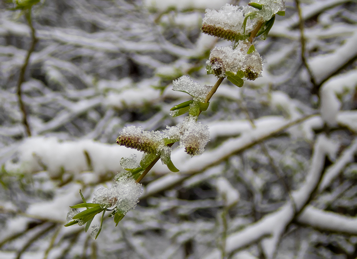 Image of genus Salix specimen.