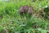 Pedicularis wilhelmsiana