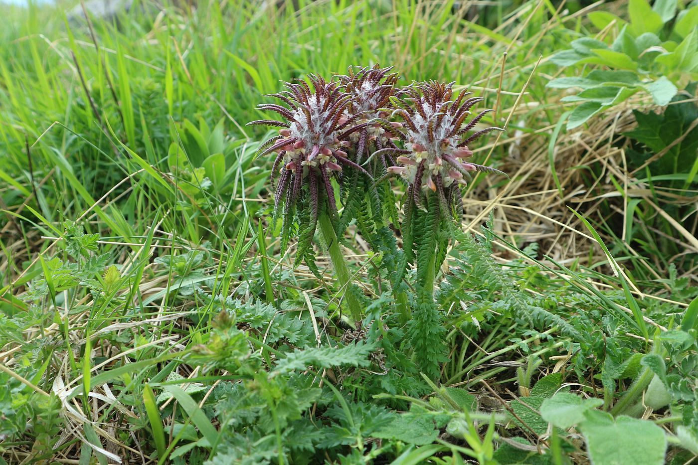 Image of Pedicularis wilhelmsiana specimen.