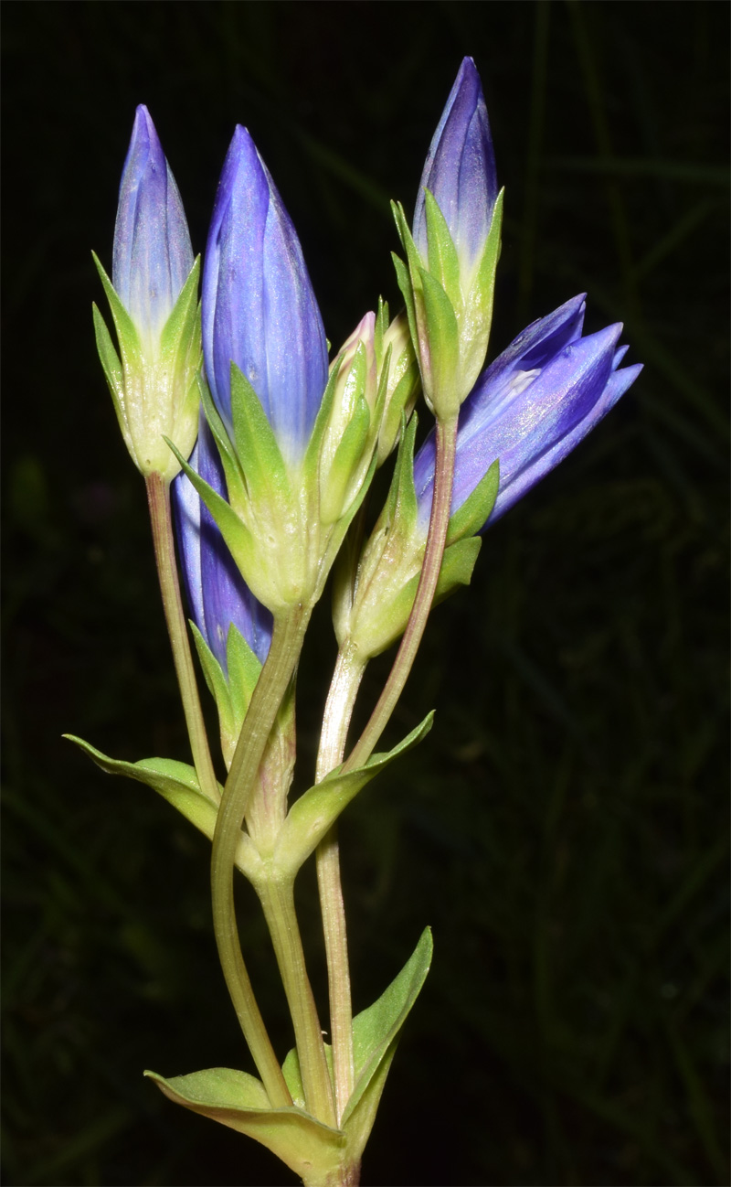 Image of Gentiana olivieri specimen.