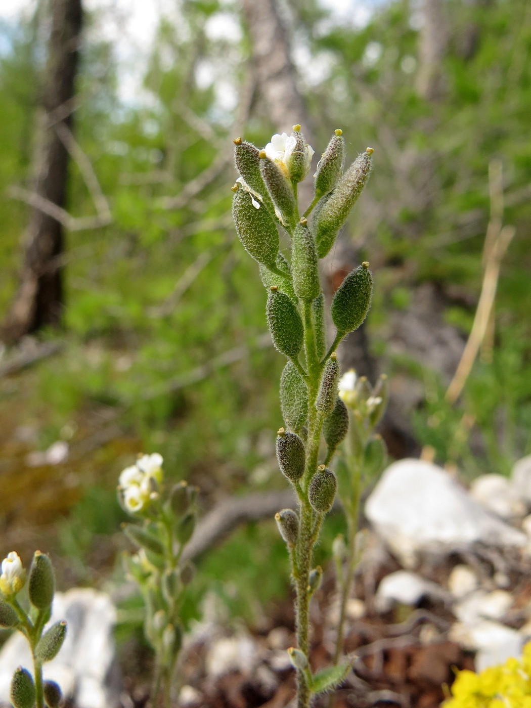 Image of Draba baicalensis specimen.