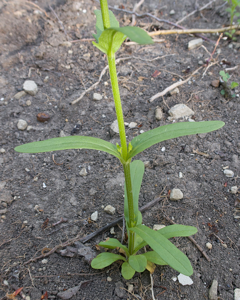 Изображение особи Valerianella dentata.