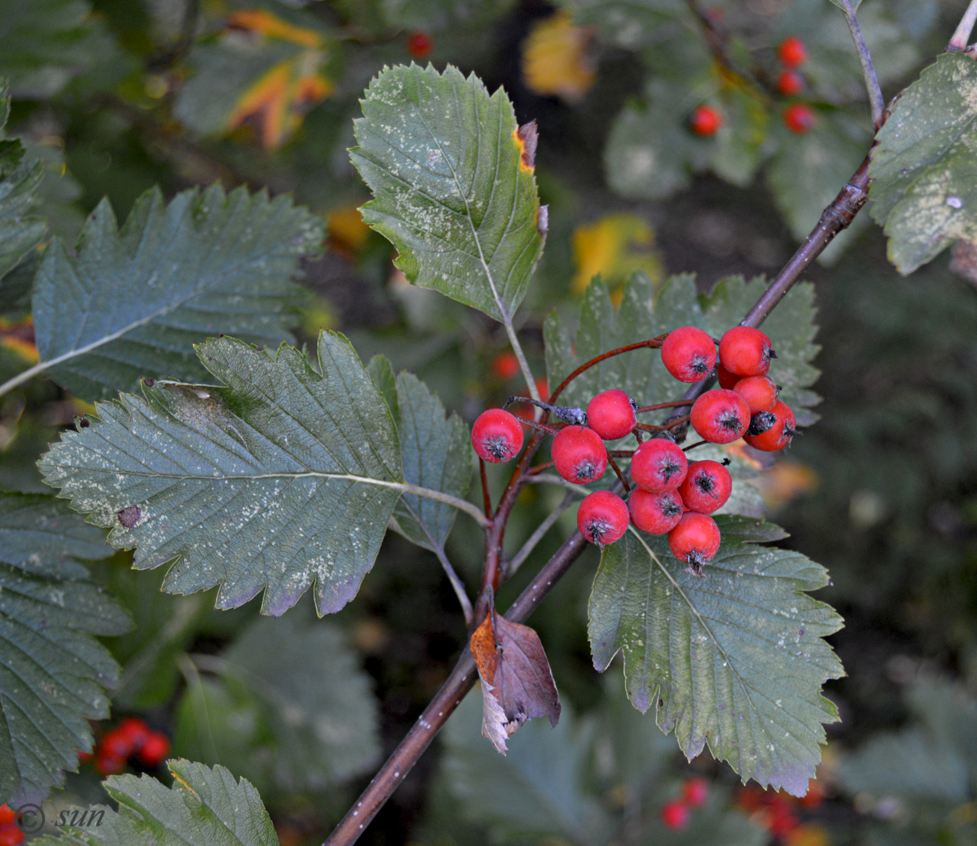 Изображение особи род Sorbus.