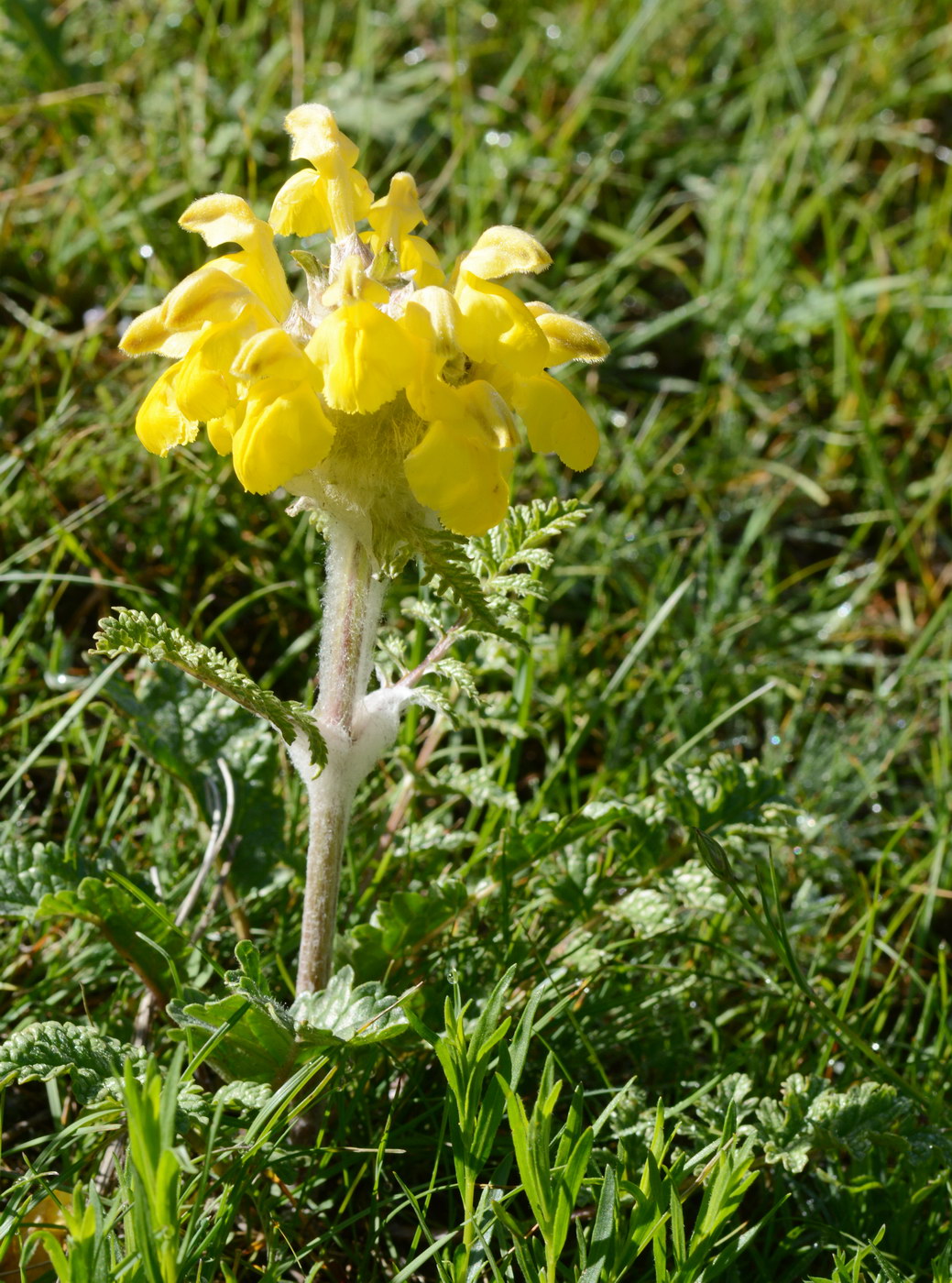 Image of Phlomoides speciosa specimen.