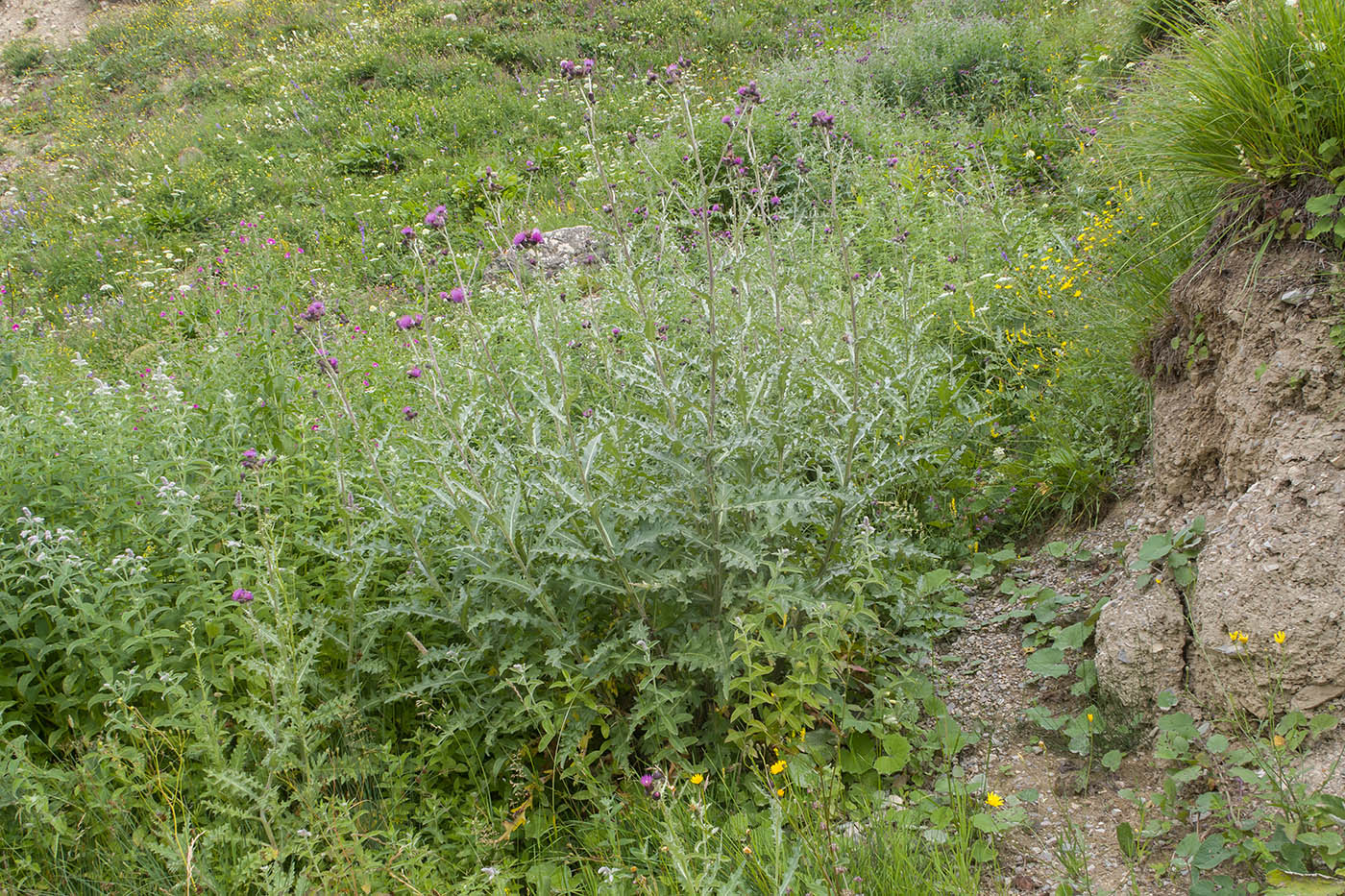 Изображение особи Cirsium elbrusense.