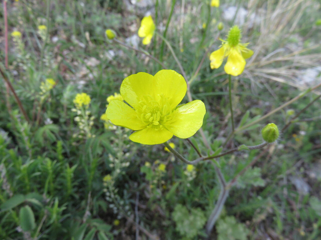 Изображение особи Ranunculus sprunerianus.