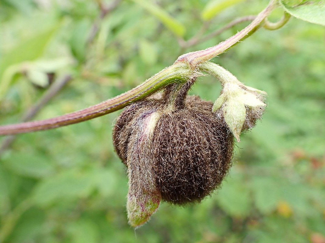 Изображение особи Clematis fusca.