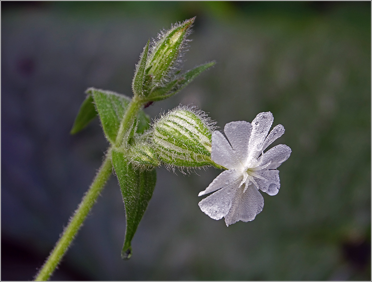 Image of Melandrium album specimen.