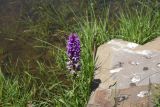 Dactylorhiza euxina. Цветущее растение. Чечня, Шаройский р-н, долина р. Кенхи, окр. ур. Хилиди, выс. 2040 м н.у.м., на краю озера, в воде. 24 июня 2024 г.