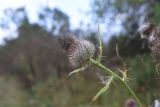 Cirsium polonicum. Верхушка отцветшего растения. Калужская обл., Ульяновский р-н, ур. Дубенка, южная часть, луг. 29 августа 2024 г.