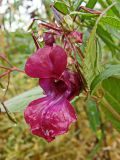 Impatiens glandulifera. Цветок, плоды и бутон в каплях дождя. Хабаровский край, окр. г. Комсомольск-на-Амуре, граница смешанного леса и просеки ЛЭП. 28.09.2024.