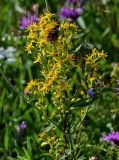 Solidago virgaurea. Верхушка побега с соцветиями. Вологодская обл., Кирилловский р-н, окр. с. Горицы, гора Маура, луговой склон. 12.07.2024.