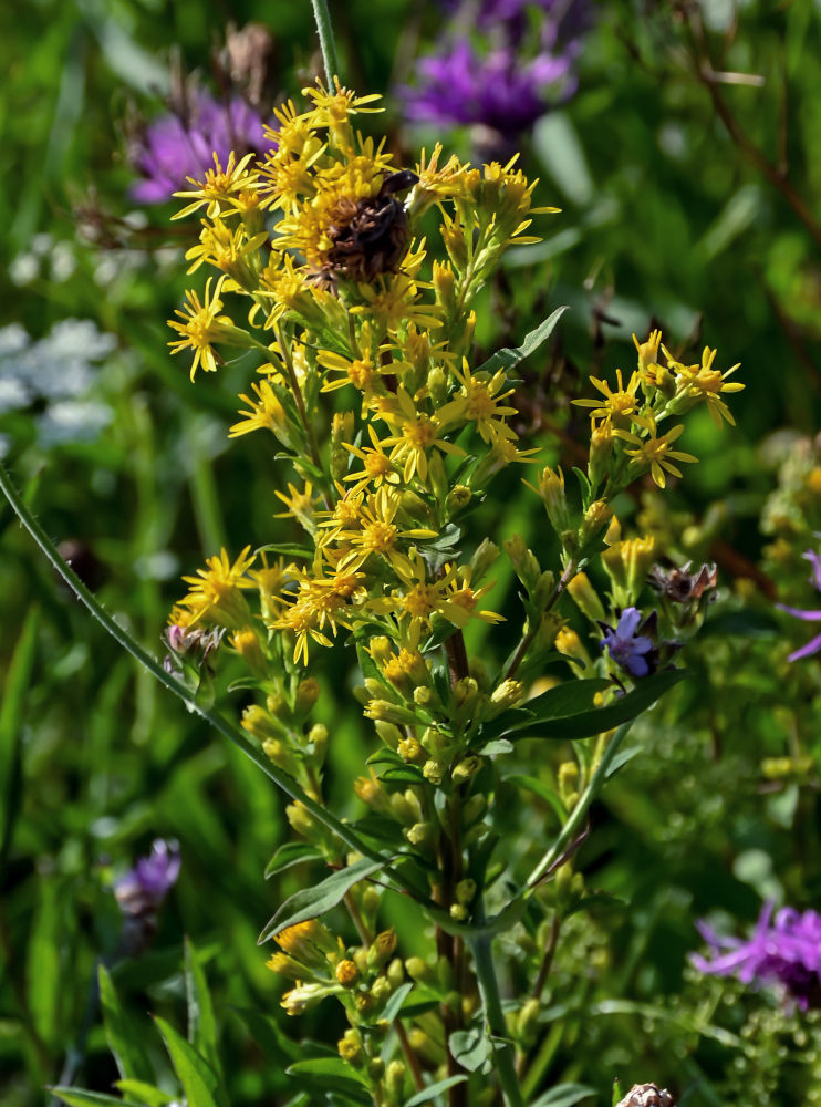 Изображение особи Solidago virgaurea.