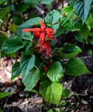 Salvia splendens