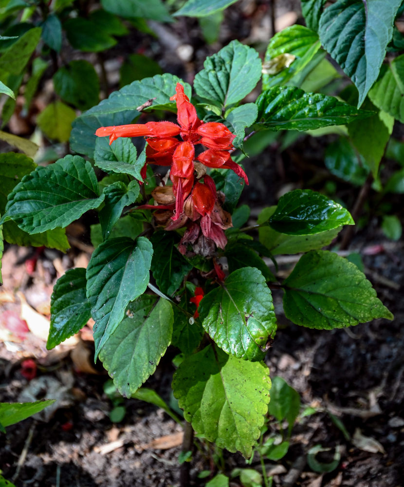 Изображение особи Salvia splendens.