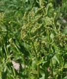 род Rumex. Верхушка растения с развивающимся соцветием. Кабардино-Балкария, Эльбрусский р-н, окр. поляны Чегет, выс. 2060 м н.у.м., левый берег р. Донгуз-Орун. 16 июня 2018 г.